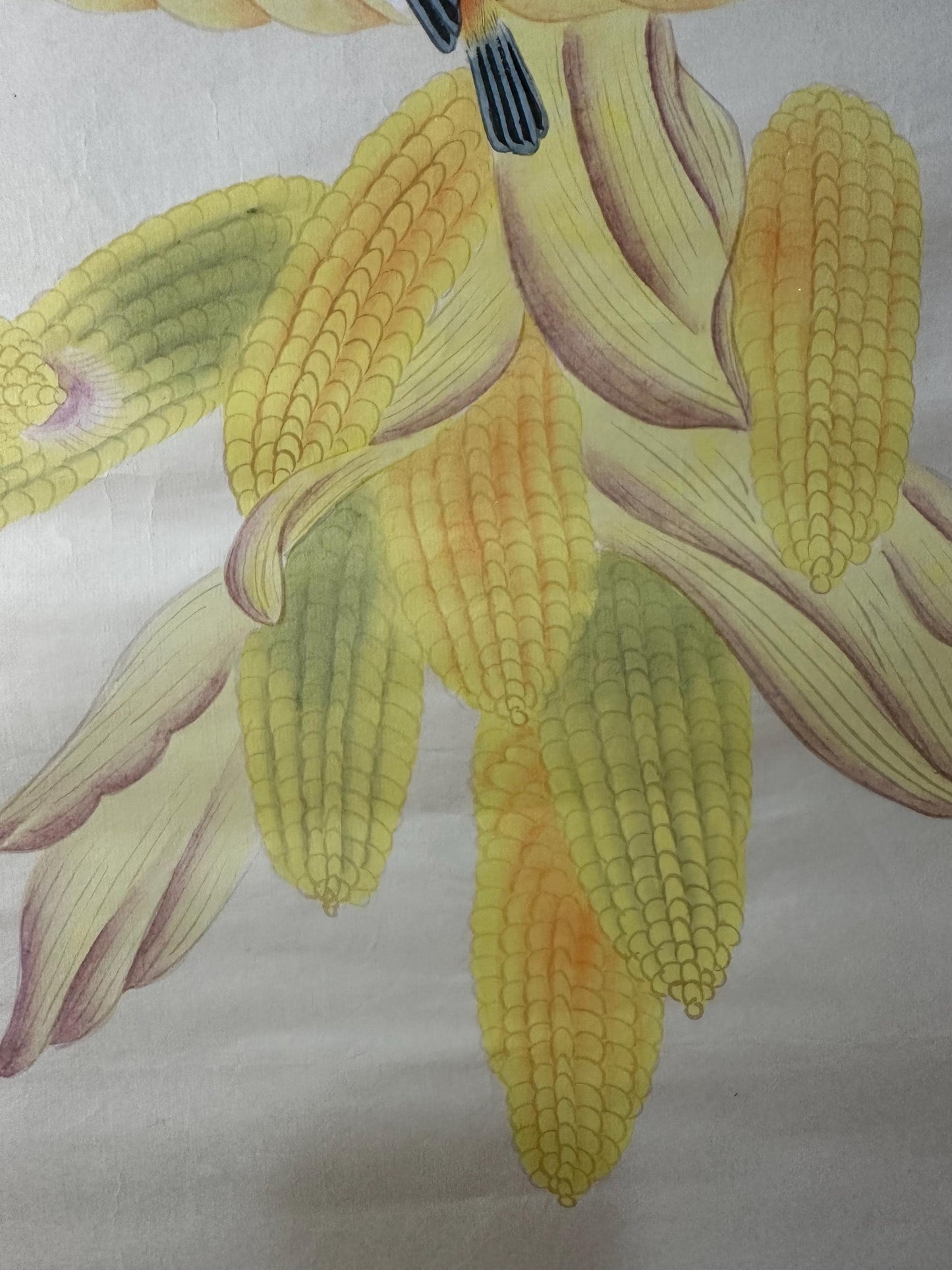 Original Chinese Gongbi Painting – Golden Corn & Pair of Birds, Traditional Fine Art on Rice Paper, 26x26 Inch